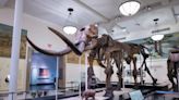 Eight-ton mastodon’s life history decoded using its fossilised tusk in a first
