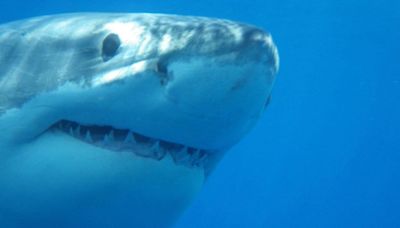 'Shark Beach: Gulf Coast' teams NOLA's Anthony Mackie with National Geographic Shark Fest