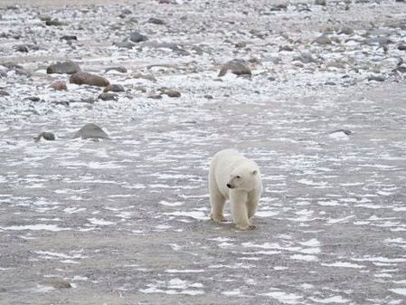 Missing a global climate target could spell disaster for these polar bears - The Boston Globe