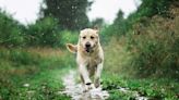 Lieblingsprodukt: Die atmungsaktive Regenjacke für den Hund