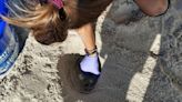 Sea turtle nest relocated at Myrtle Beach State Park
