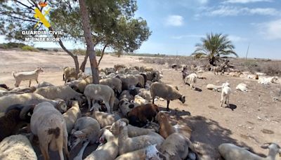 Investigan a dos hombres por la cría y venta ilegal de corderos en una granja de Bacarot, Alicante