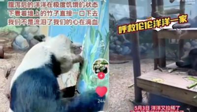 美國刻意虐待中國國寶？陸網傳旅美貓熊昏倒、餓啃牆壁影片