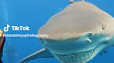 Un tiburón fue filmado con una enorme sonrisa en su rostro