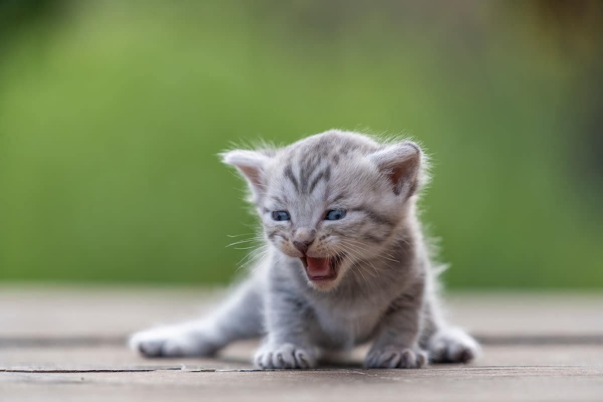 Mama Cat and Newborns Kittens are the Most Adorable 'Walmart Find'