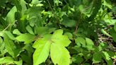Leaves of three, let it be? VT researchers find spotting poison ivy may be more complicated