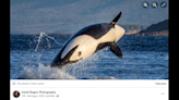 ‘Magnificent’ orcas put on show for boaters in Australia. See ‘bucket list’ moment