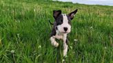 2-month-old puppy healing with foster family after being found abandoned in portable toilet