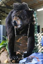 Incredible true story of the 'Cocaine Bear' who ate duffel bag full of ...