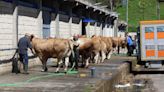Cangas del Narcea reúne a lo mejor de la asturiana de los valles: 415 reses de 129 ganaderías