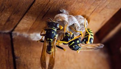 I’m a homemaking expert - my 85p hack will have wasps out of your home 5 minutes