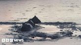 Kircubbin cow rescued from marsh