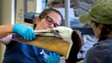 California pelicans are starving; experts think food too deep, distant for birds to find