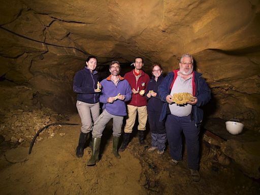 La reproducción del esqueleto de un niño neandertal protagoniza un exposición sobre esta extinta especie humana en Infiesto