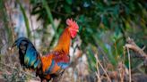 A city in Georgia wanted to build a 62-foot chicken topiary, but it's cost so much they've given up and are left with the hulking metal frame of a giant bird