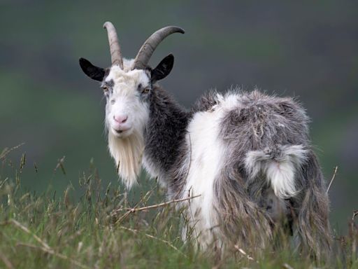 Primitive wild goats put on rare breed list