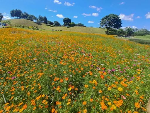 暑期賞花熱點 后里環保公園金黃花海盛放