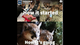 Beloved mountain lion cubs who became cuddle buddies after rescue move to new CA home