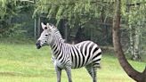 Sugar, the celebrity runaway zebra, will head to owner’s home in Montana