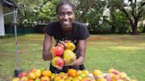 Are your trees bare, too? Why Miami’s mango season is kind of a bust this year