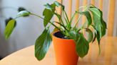 5 warning signs that your houseplants have heat stress — and what to do about it