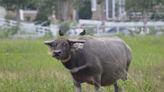 台灣水牛成稀有動物「恐走入歷史」 最大飼養戶也不到100頭