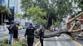 Van 14 árboles derribados por fuertes vientos en la CDMX