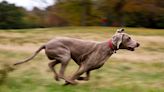 Veterinarian Reveals on TikTok That There's a Scientific Name for Your Dog's 'Zoomies' — Watch!