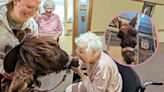 Therapy Donkey Spreads Joy To Seniors: "He's Found His Purpose!"