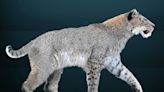 Saber-toothed cat once roamed Texas coast