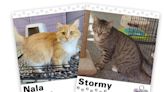 WAGNER TAILS: Nala and Stormy