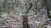 Rarely seen clouded leopard family captured in video for first time