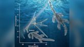 Ancient sea monsters grew their long necks super fast after Great Dying by adding more vertebrae