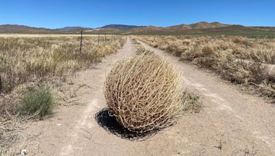 Tumbleweeds Might Not Be What You Think They Are