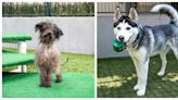 Meet Sir Henry and Dakota, this week’s Pets of the Week in the San Gabriel Valley