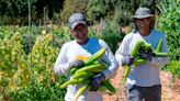 How refugees become independent farmers at this West Sacramento farm. What do they grow?