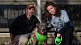 A pit bull terrier spent 1,129 days in a shelter. Now he has his own place with DogTV