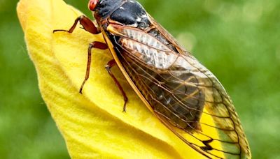 Not hearing that distinct cicada noise yet? Here's why that might be the case