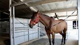 Aldine Westfield Stables marks 30 years of horse boarding in Spring