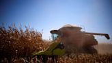 Safras recorta un 2% previsión de cosecha de maíz en Brasil