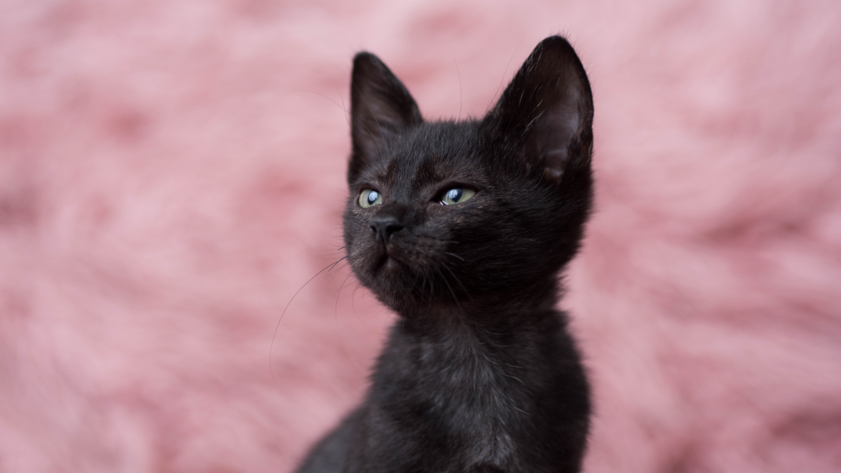 Tiny Black Kitten's Powerful Little Roar Goes Viral