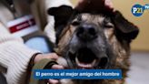 El 28 de mayo se celebra el ‘Día del Perro sin Raza’