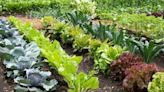 Master Gardener Tips: Tips and more for planting veggies