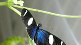 Scientists figure out how butterflies get their colors | Fox 11 Tri Cities Fox 41 Yakima