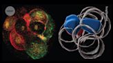 Human embryos embrace asymmetry to form the body