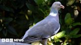 Owl and pigeon shot with air gun and dumped in bin