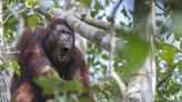 AI helps understand complex orangutan communication