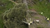 Sycamore Gap tree - latest: Two men appear in court over felling as damage valued at more than £620,000