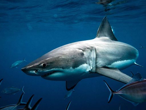 Florida Named as Shark Attack Capital of the World — with U.S. Waters the Global No.1 for Bites
