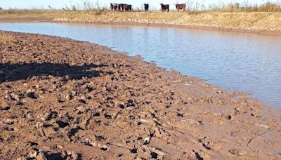 “Hay mucha gente esperando en Facebook”: denuncian un millonario robo de hacienda y la venta de carne por redes sociales